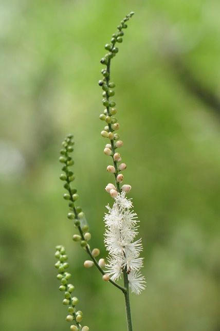 開花後に花弁と萼片を落とす イヌショウマ 花いろいろ