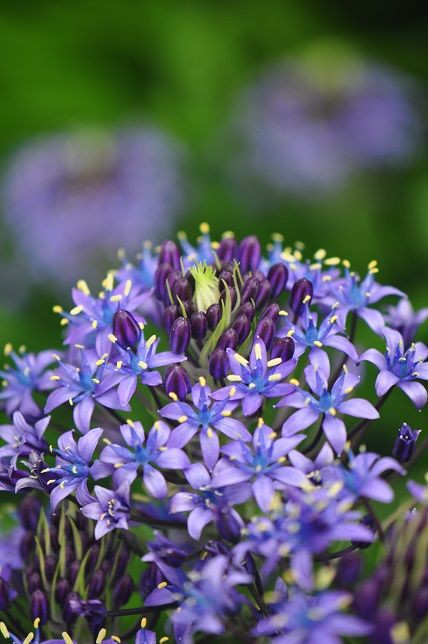 星型をした青紫色の花 シラー 花いろいろ