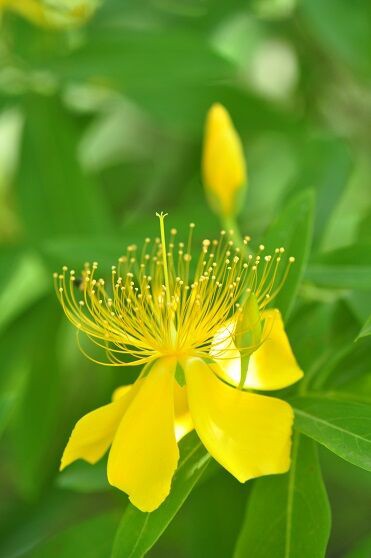 花の姿が美しい ビヨウヤナギ 花いろいろ