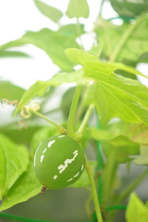 グリーンカーテンに最適な オキナワスズメウリ 花いろいろ