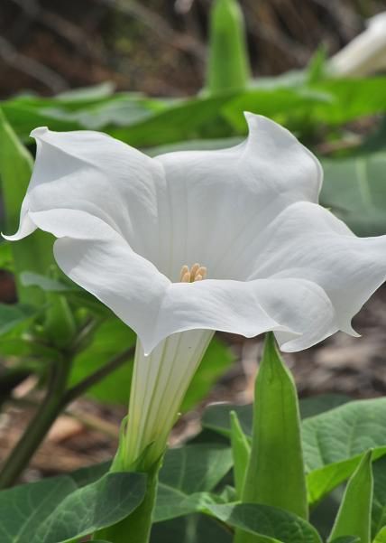 ダチュラ 花 言葉