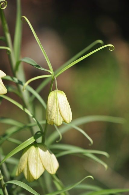 花弁の裏表の模様が違うお洒落な バイモ 花いろいろ
