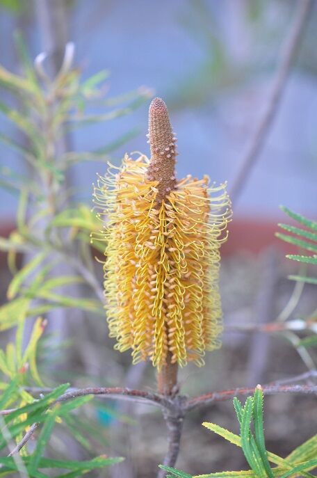 ブラシのような円筒形の花 バンクシア 花いろいろ