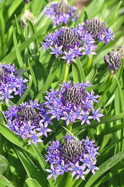 青紫色が綺麗な シラー 花いろいろ