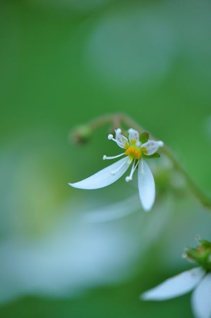 雪のような白い花 ユキノシタ 花いろいろ