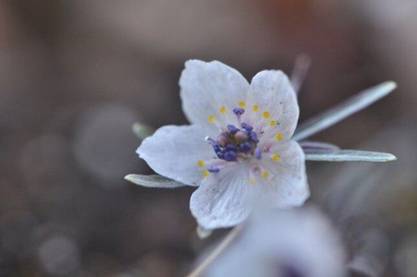 春の到来を告げる花 その３ セツブンソウ 花いろいろ