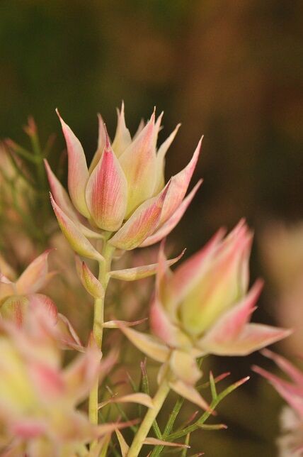 繊細な雰囲気の セルリア 花いろいろ