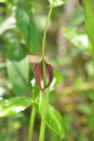 サトイモ科の仲間 花いろいろ