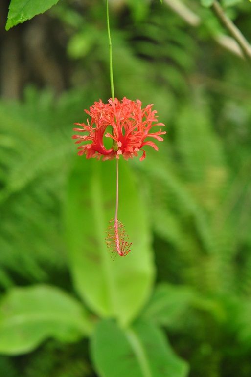 風鈴に似た姿をした フウリンブッソウゲ 花いろいろ