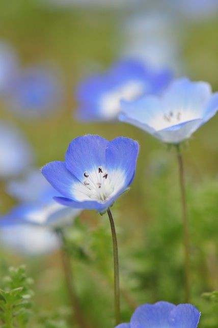 赤ちゃんの美しい瞳のような ネモフィラ 花いろいろ