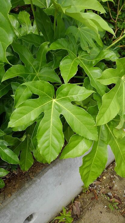 大きな葉の ヤツデ 花いろいろ