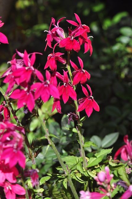 蝶のような花ロベリア 花いろいろ