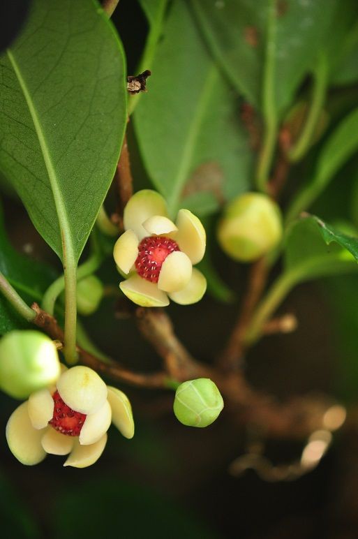雄花も雌花もユニークな ビナンカズラ 花いろいろ