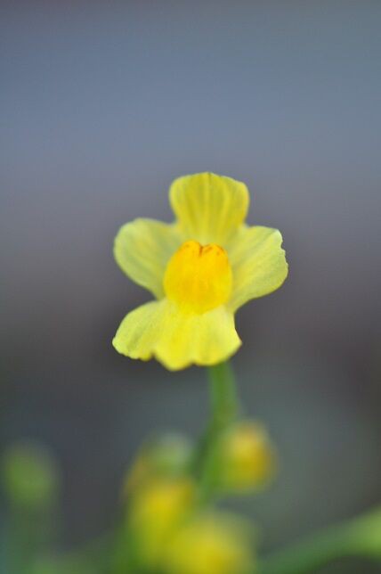食虫植物の一種 オオバナイトタヌキモ 花いろいろ