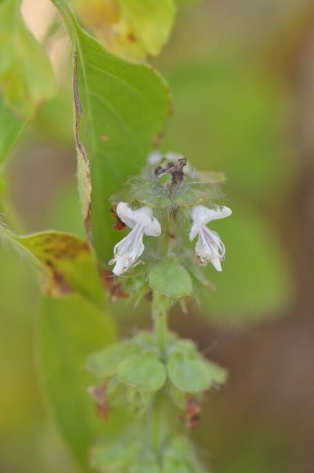 親しまれているハーブ レモンバジル 花いろいろ