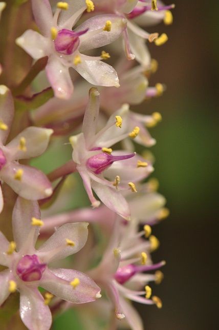ユニークな姿の パイナップルリリー 花いろいろ