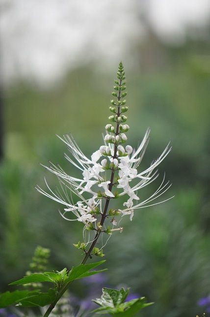長く突き出たシベが特徴の ネコノヒゲ 花いろいろ