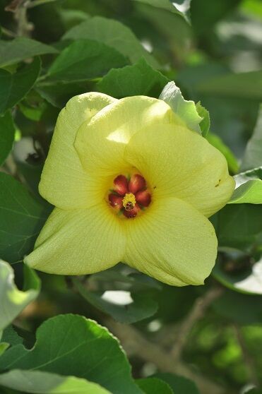 綺麗な黄色い花 ハマボウ 花いろいろ