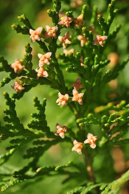 角状に尖ってそり返った果実 コノテガシワ 花いろいろ