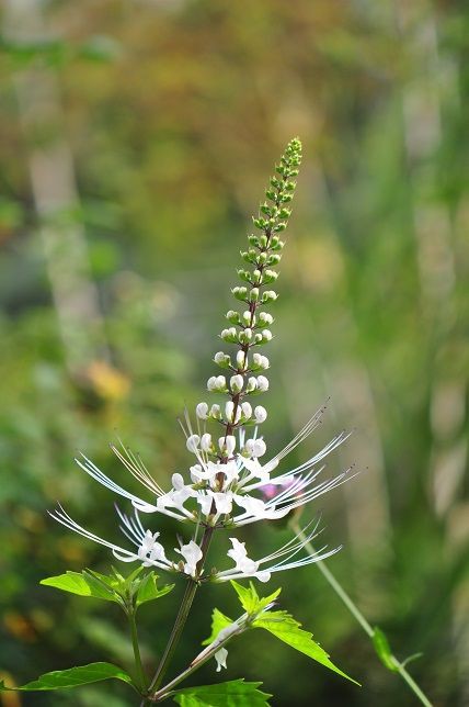古くから薬草として使われてきた ネコノヒゲ 花いろいろ