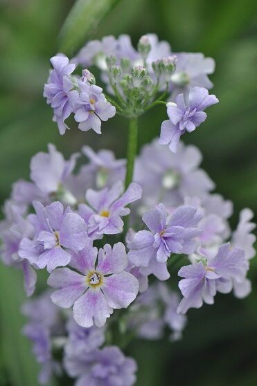 春の訪れを告げる花 プリムラ 花いろいろ