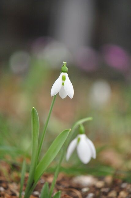 魅力的な花 スノードロップ 花いろいろ