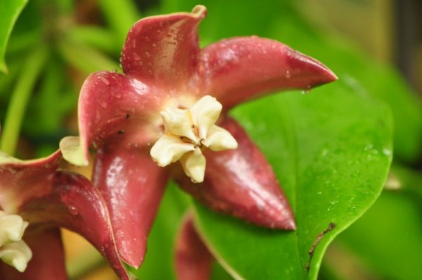 ユニークな花 ホヤ２種 花いろいろ