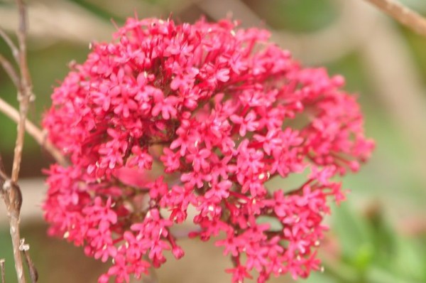 育てやすい魅力的な花 セントランサス ルブル 花いろいろ