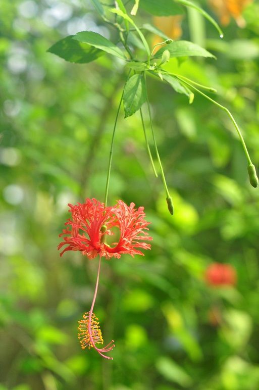 風鈴に似た姿をした フウリンブッソウゲ 花いろいろ