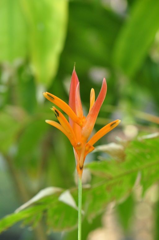 上花 ヘリコニア 最高の花の画像