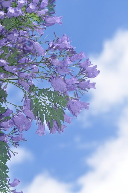 紫の桜と言われる ジャカランダ 花いろいろ