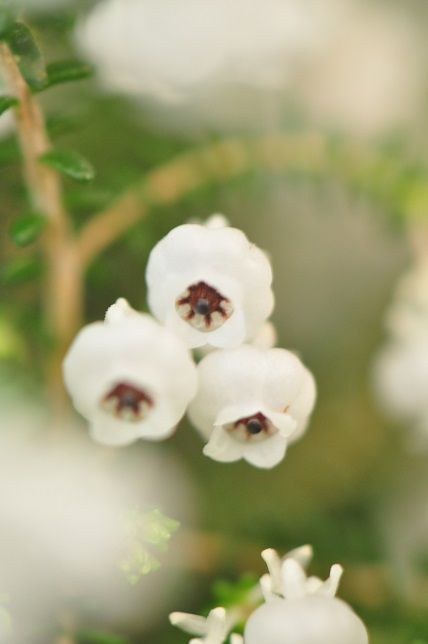 スズランに似た扁平な白い壺形の スズランエリカ 花いろいろ