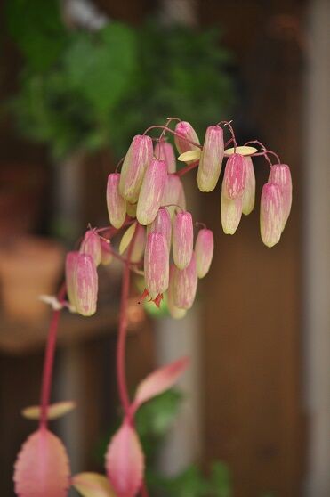 釣鐘状の花 セイロンベンケイソウ 花いろいろ
