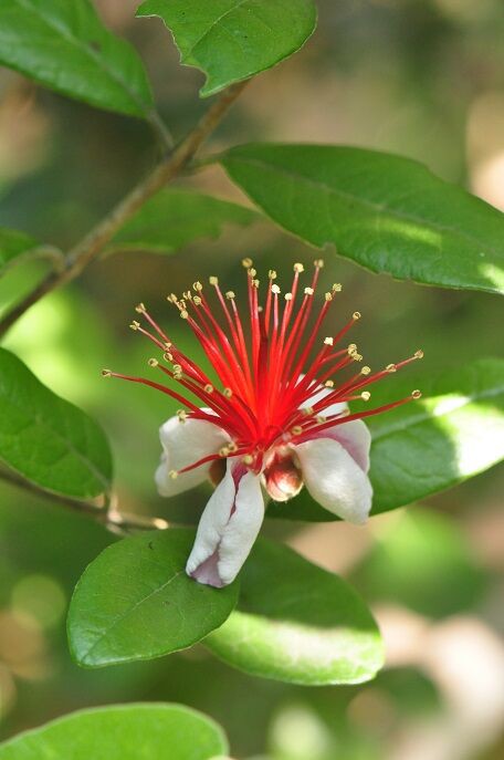 真っ赤なオシベが特徴の フェイジョア 花いろいろ