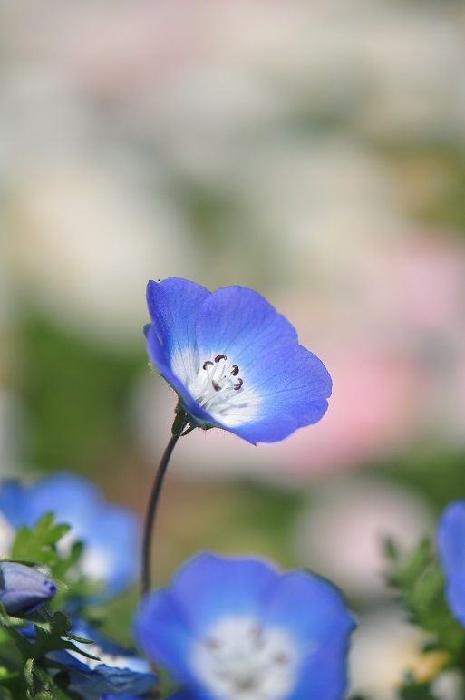 林の明るい陽だまりに咲く ネモフィラ 花いろいろ