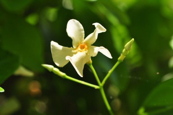 綺麗な形の花だけど毒性のある テイカカズラ 花いろいろ
