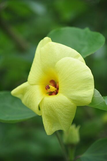 綺麗な黄色い花 ハマボウ 花いろいろ