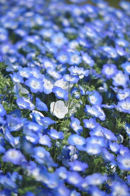 ネモフィラ 花いろいろ