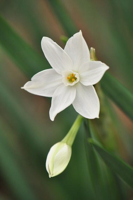 凛とした清楚な美しい真っ白な ペーパーホワイト 花いろいろ