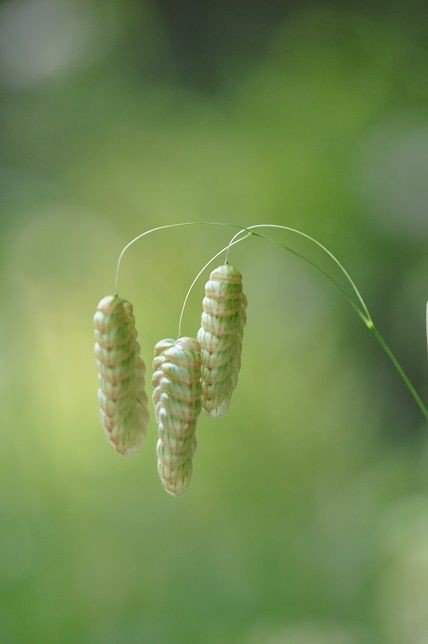 大金持ちになれるかな コバンソウ 花いろいろ