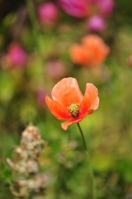 繁殖力が驚異的な ナガミヒナゲシ 花いろいろ