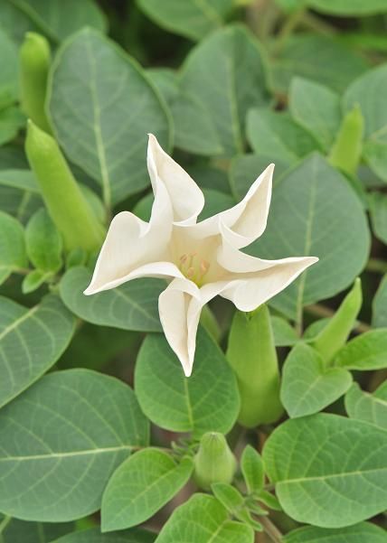 ダチュラ 花いろいろ