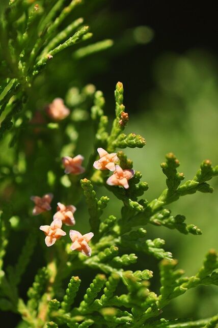 角状に尖ってそり返った果実 コノテガシワ 花いろいろ