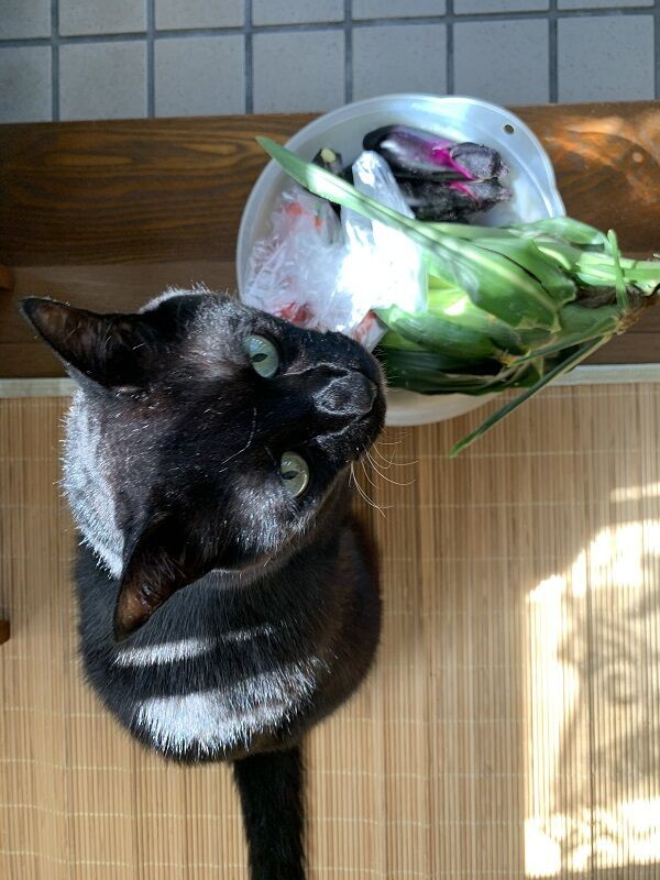 野菜食べる 黒猫兄弟 のぽぽん日記