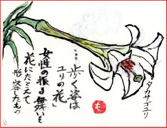 絵手紙シリーズ タカサゴユリ（高砂百合） : 四季の花図鑑