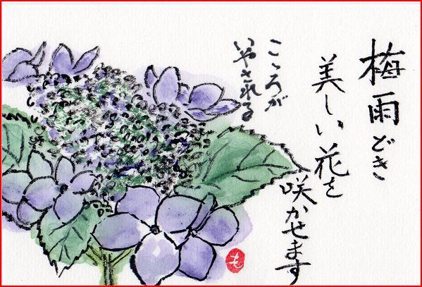 絵手紙シリーズ ガクアジサイ 額紫陽花 四季の花図鑑