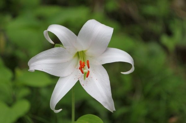 初夏の花便り ササユリ（笹百合） : 四季の花図鑑