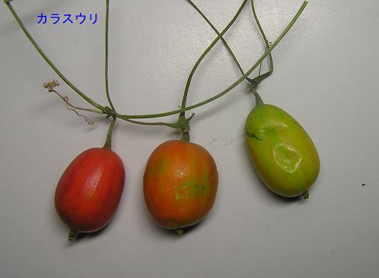 絵手紙シリーズ カラスウリ（烏瓜） : 四季の花図鑑