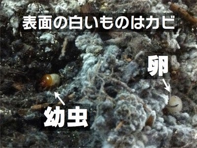 カブトムシを増やす カブトムシを飼おう そして増やそう