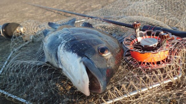 ヘチ釣り行脚】庄内藩・武士の黒鯛釣りに触れる旅【山形遠征】 : 横浜港・風堤防 Ｂｌｏｇ